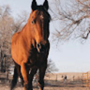 Meet your Posher, Jane